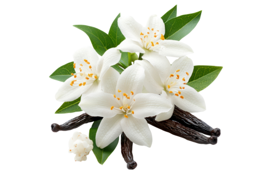 Vanilla Pods with Orange Blossoms: A captivating still life showcases the alluring contrast of pristine white orange blossoms harmonizing with the rich, aromatic allure of dark vanilla pods.