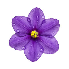 Obraz premium Purple flower with water droplets isolated on transparent background