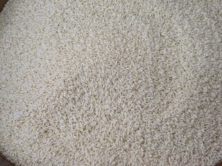 Close-up, high-angle shot of densely packed white sticky rice grains, with a uniform milky-white texture under bright, even lighting.