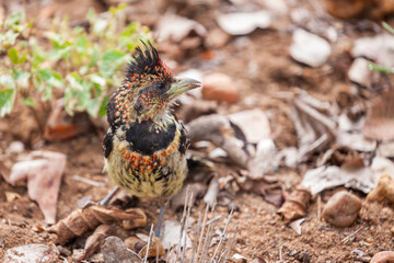 South Africa, Kruger National Park, Crested Barbet (Trachyphonus vaillantii)