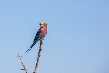 South Africa, Kruger National Park, Lilac-breasted Roller (Coracias caudatus)