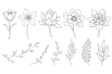 Vector art of botanical illustration, featuring a collection of flowers, leaves, and branches in a vintage style