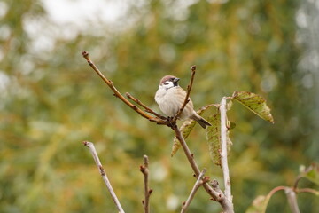 House Sparrow (Passer domesticus) on a Branch on a Warm Autumn Afternoon