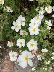 Fingerstrauch 1742567838