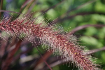 Fototapeta premium Lampenputzergras Nahaufnahme 1742568432