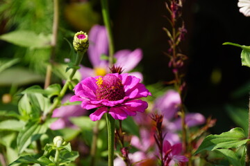 Zinnie pink rosa 1742568447 Einzeln