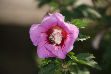 Hummel in einer Hibiskusblüte pink rosa mit extrem viel Blütenstaub  1742568450 © manuela_merl