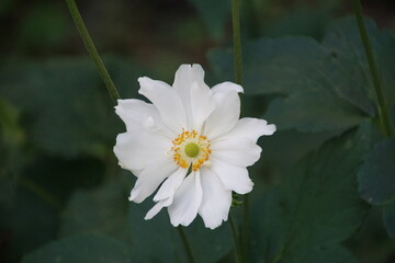 Japanische Herbst-Anemone 1742568489 Anemone Japonica-Hybriden