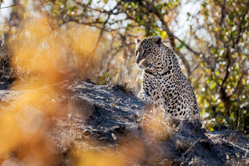 South Africa, Kruger National Park, Leopard (Panthera pardus)