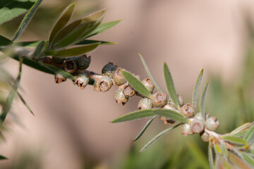 Graines de callistemon