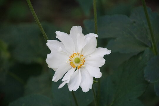 Japanische Herbst-Anemone 1742568489 Anemone Japonica-Hybriden