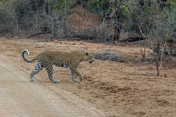South Africa, Kruger National Park, Leopard (Panthera pardus)