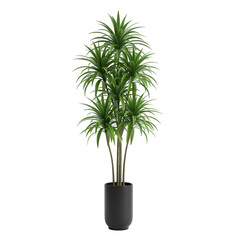 Fototapeta premium Tall dracaena fragrans plant in a dark pot isolated on transparent background