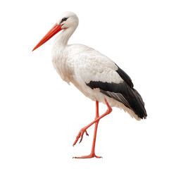 White stork standing isolated on transparent background