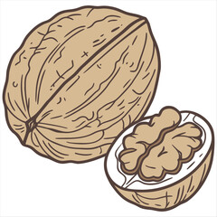 Whole Walnut in Shell Natural Brown Nut with Textured Surface Isolated on White