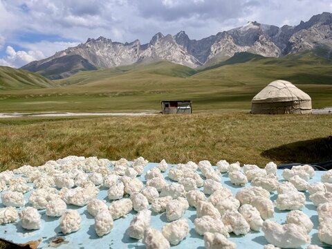 Kurut - a hard, salty, and tangy ball of dried, fermented dairy - laid on plate to be sun-dried. Kel Suu, Kyrgyzstan.