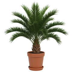 Obraz premium Potted areca palm tree isolated on transparent background