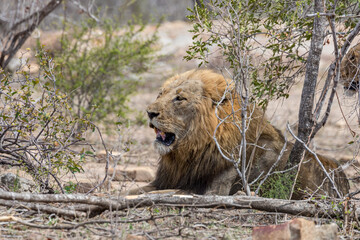 South Africa, Kruger National Park, Lion (Panthera leo), male