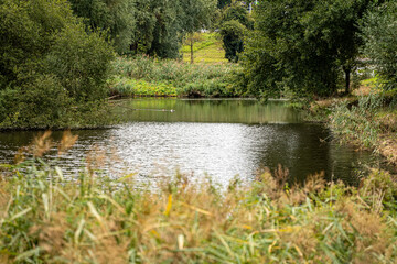 Photo of autumn park with lake trees on river bank canal for wild birds