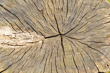 Fototapeta premium Tree rings old weathered wood texture with the cross section of a cut log. design, background, copy space 