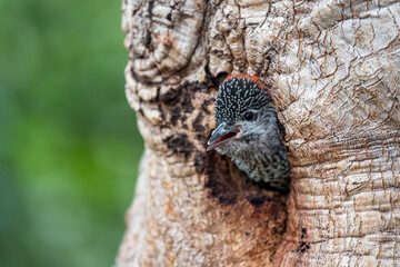 Bennett's Woodpecker (Campethera bennettii)