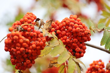Red rowan berries growing on a tree branches with yellow leaves. Colors of autumn nature, medicinal berries of mountain-ash