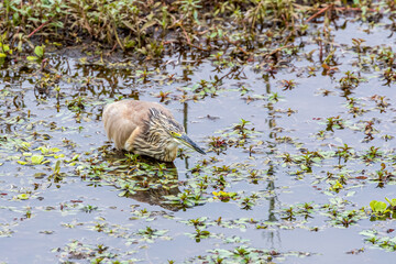 Squacco Heron (Ardeola ralloides)