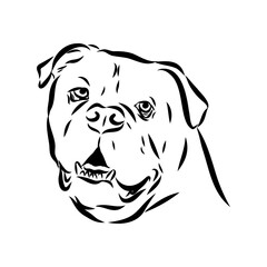 Brazilian bulldog Campeiro, vector sketch