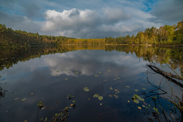 forest lake golden in autumn