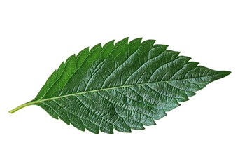 Obraz premium Detailed green leaf with serrated edge and visible veins isolated on Transparent Background