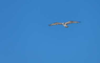 Eastern Osprey in Cape Range National Park, Western Australia, Australia