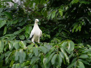 Pied imperial pigeon against dark green leaves in Singapore