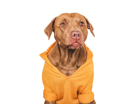 Cute dog and knitted yellow sweater. Close-up, indoor. Studio shot. Pet beauty and fashion. Pets care concept - Powered by Adobe