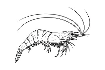 Vector art of detailed line art illustration of a shrimp