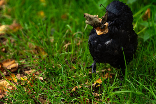 Crow holding bread in its mouth, bird holding leaves in its beak, black crow close-up