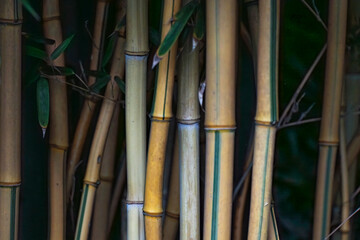 Obraz premium Bpmbukovyj background photo of natural green bamboo plant wild plants tropical plants