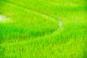 Fototapeta premium Lush Green Rice Field with Dewdrops and Water Reflections