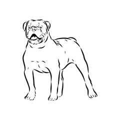 Brazilian bulldog Campeiro, vector sketch