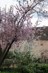 japanese cherry blossom