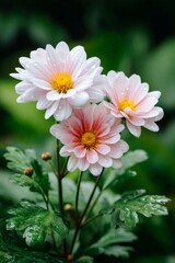 Obraz premium Close up of pink chrysanthemum flowers with raindrops