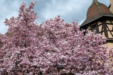 japanese cherry blossom