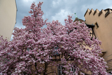 lilac tree in bloom