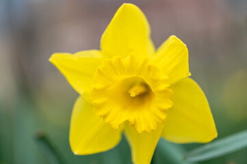 daffodils in spring