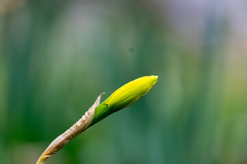 yellow flower on green background