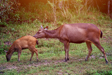 deer in the forest
