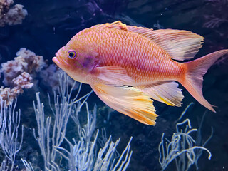 Red sea anthias or precious anthias (Pseudanthias squamipinnis) close-up in an aquarium