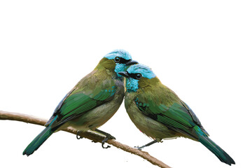 Two Colorful Birds Perched on Branch Facing Each Other with Blue Heads and Green Wings on White Background for Nature Illustration Use