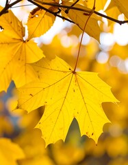 Obraz premium Autumnal maple leaves