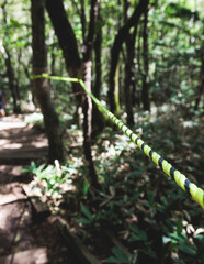 Hallasan National Park, Jeju island, South Korea, vibrant view of trail with a wooden ladder path stairs, trekking and climbing, stairway to Halla mountain summit, hiking in Korea, Jeju-do, sunny day