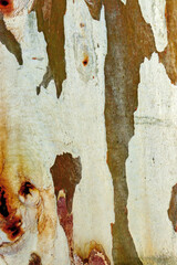 Close up of eucalyptus tree bark texture background with natural colored spotted pattern and Detailed rough grainy wooden surface, macro photo for eco-friendly, nature designs, botanical pattern
